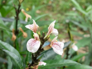 ���ǲݵĹ�Ч���� ���ǲ��ξ�������