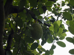 ������Ҷ�Ĺ�Ч���� ������Ҷ������