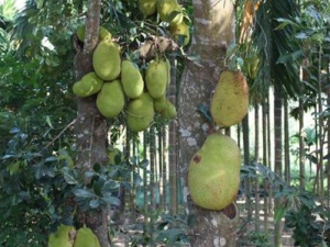 ��������Һ�Ĺ�Ч���� ��������Һɢ�������δ��ܺ���