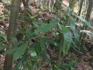 ���ݸ�����Щ���� ���ݸ��ɷ��θ�ð