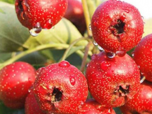 ɽ髲ܺʲôһ ɽ髵Ӫֵ