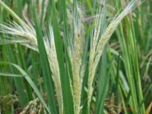 ���ݰ���Ĺ�Ч���� ���ݰ����γ�״���