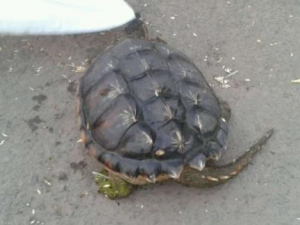 ��֬����Щ��Ч ��֬Ϊ����ǿ׳ҩ