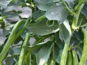 �϶�Ҷ����Щ��Ч �϶�Ҷ�ην�˿�Ѫ