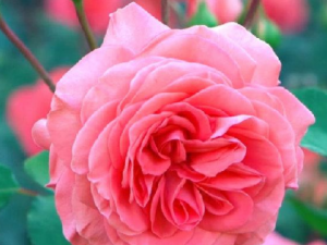 �������Ĺ�Ч���� �������η�ʪ��ʹ