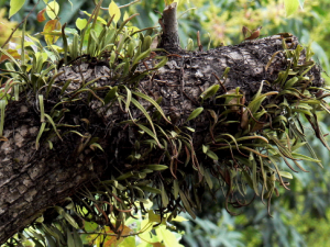 �������Ĺ�Ч���� �����������׽ⶾ���ֹ��