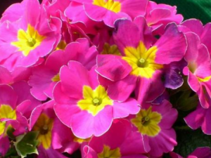 �������Ĺ�Ч���� ��������С�����ȳ��