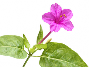 ������֦Ҷ�Ĺ�Ч���� ������֦Ҷ��ƫͷʹ