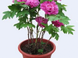 ����������Щ��Ч �������ν������