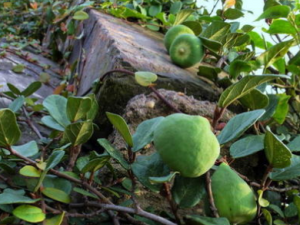 ޵����Ĺ�Ч���� ޵�������ʪ��ͷʹѣ��