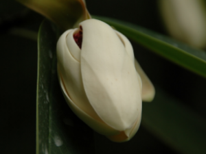 ޵��-ľ������Щ��Ч ޵��-ľ�������ž������״�