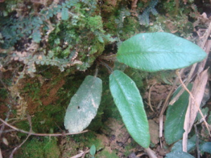 ���ὣ�Ĺ�Ч���� ���ὣ��С�����