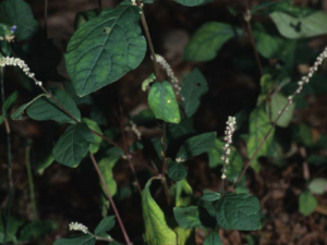 ���ȵĹ�Ч���� �����θ�����ҧ��