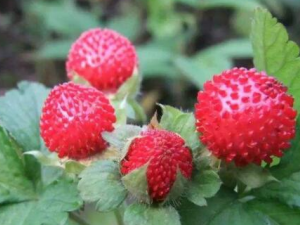 ���ݲ���ˮ����Щ��Ч ���ݲ���ˮ�����Ƚⶾ