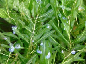 �����ߵĹ�Ч���� �������ΰ��տ�