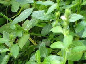 �ʰ�ɣ�ղݵĹ�Ч���� �ʰ�ɣ�ղ��ν��Ĥ��