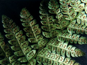 ���ʶ�ާ�Ĺ�Ч���� ���ʶ�ާ���Ƚⶾ�β�������