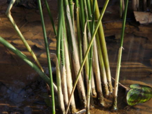 �Ӹ˲ݵĹ�Ч���� �Ӹ˲ݷ���ɢ�����Ѹ�