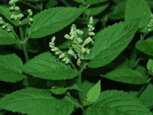 ����Ҷ�ӵĹ�Ч������ ����Ҷ�ӿ��򾲰���