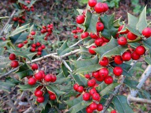 ��÷��������Щ���� ��÷����������ɱ��������