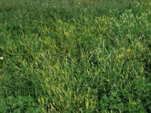 ��ľ�صĹ�Ч���� ��ľ������Ƣ�ಡ�ʳ����