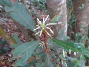 �����ӵĹ�Ч���� �������ο���