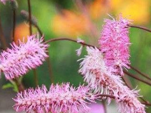 ������Ĺ�Ч���� ��������ͷ�ε���