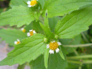 ��ɽ������Щ��Ч ��ɽ����η��Ⱥ���