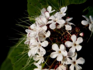 ������Ĺ�Ч���� �������η�ʪ�Թؽ���