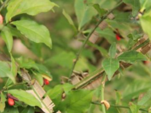 ����ì����Щ��Ч���� ����ì��Ѫ��̥�β���ʹ