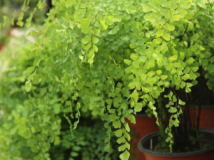 �������ާ����Щ��Ч �������ާ��������