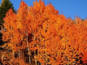 ��������Щ��Ч �����α�Ѫ��ֹ