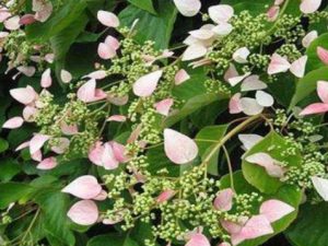 ��Ե��ط�Ĺ�Ч���� ��Ե��ط����ʪ����Ѫ����