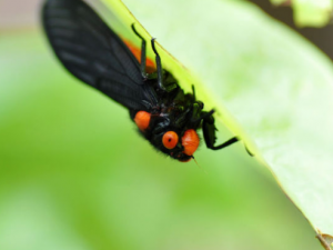 ��������Щ��Ч ������֩��ҧ������