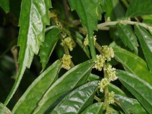 �೵ʹ�߸��Ĺ�Ч���� �೵ʹ�߸�������аׯ