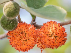 ������Ƥ�Ĺ�Ч���� ������Ƥ��ˮֹѪ��ˮ������