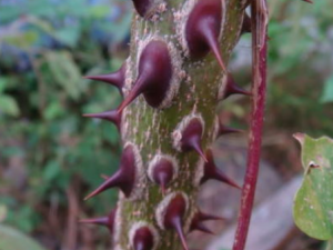 ��Ҷ����Ƥ�Ĺ�Ч���� ��Ҷ����Ƥ�ζ���ҧ��