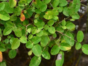 ������֦������Щ��Ч���� ������֦���μ�����β��