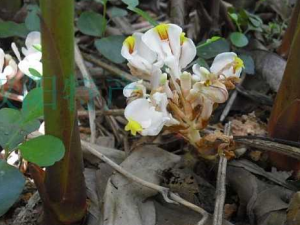 ��ɰ������Щ���� ��ɰ�����������δ���