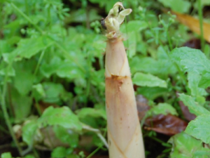 ������Ĺ�Ч���� ������������Ѹ�