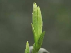 �����͵Ĺ�Ч���� ���������J��