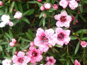 ����ľ����Щ��Ч ����ľ����ȥ�����������