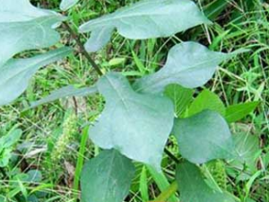 ��ë�Ÿ��Ĺ�Ч���� ��ë�Ÿ����;뷦��