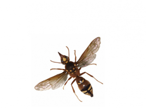 ��Ʒ��ӵĹ�Ч���� ��Ʒ������ĸ�����ʹ