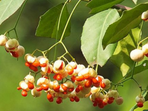 ����ì���Ĺ�Ч���� ����ì������������ʹ