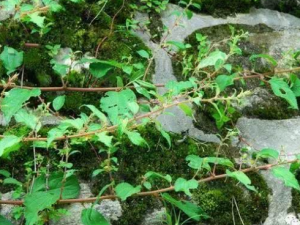 ��ճҩ�Ĺ�Ч���� ��ճҩ���ʪ�����