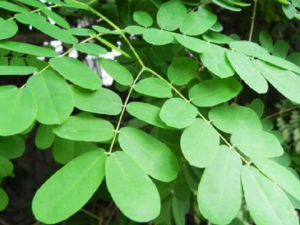 ����ţ����Щ��Ч ����ţ����������˷��ðͷʹ