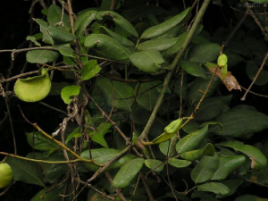 �����̵Ĺ�Ч���� �������α�������