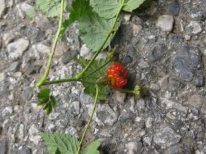 �������Ĺ�Ч������ ���������Ƚⶾ����ʹ