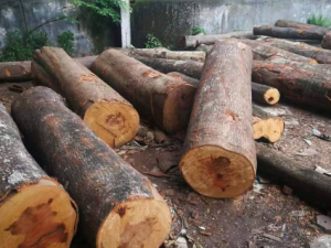 ��Ҷ骸��Ĺ�Ч���� ��Ҷ骸�����������